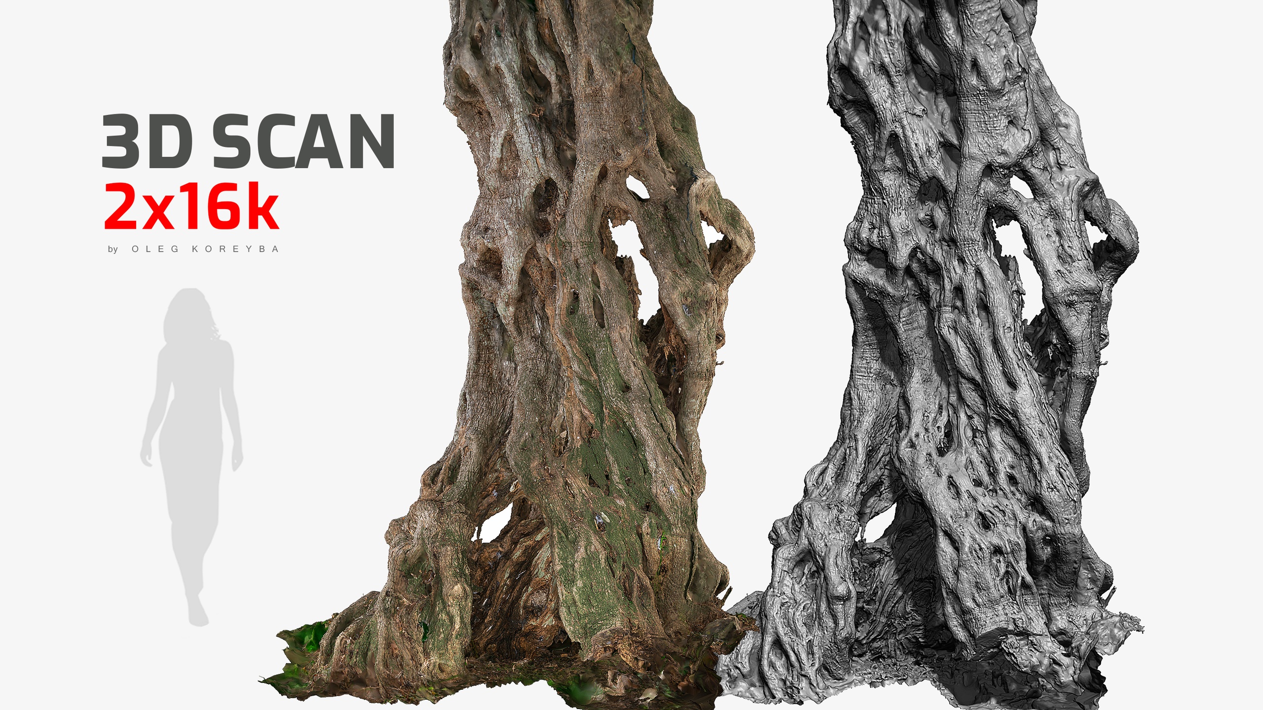 Media 1 for listing Ancient Olive Tree Trunk #8 - 3D Model 2x16k, 8x16k Textures RAW 3D Scan OBJ