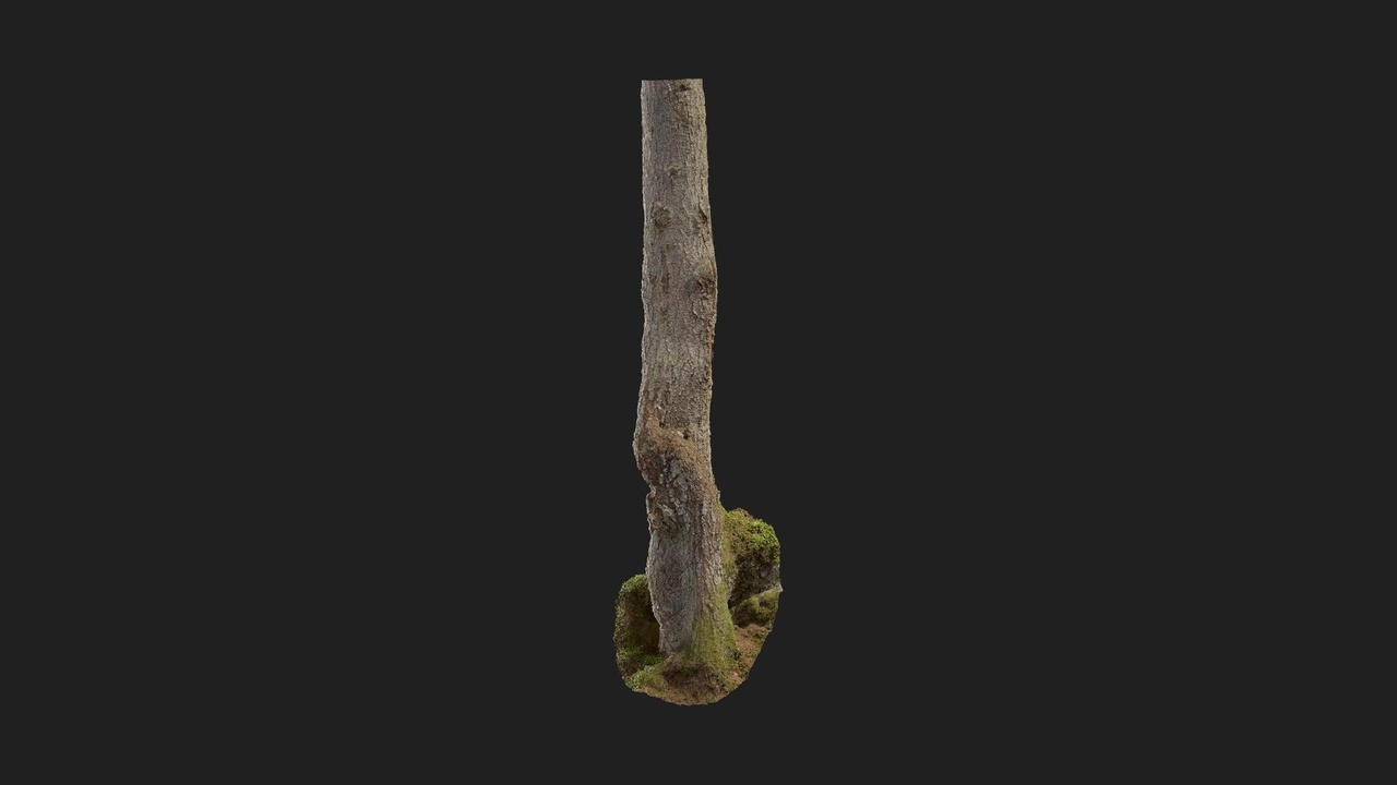 Spruce Tree Trunk | Fab