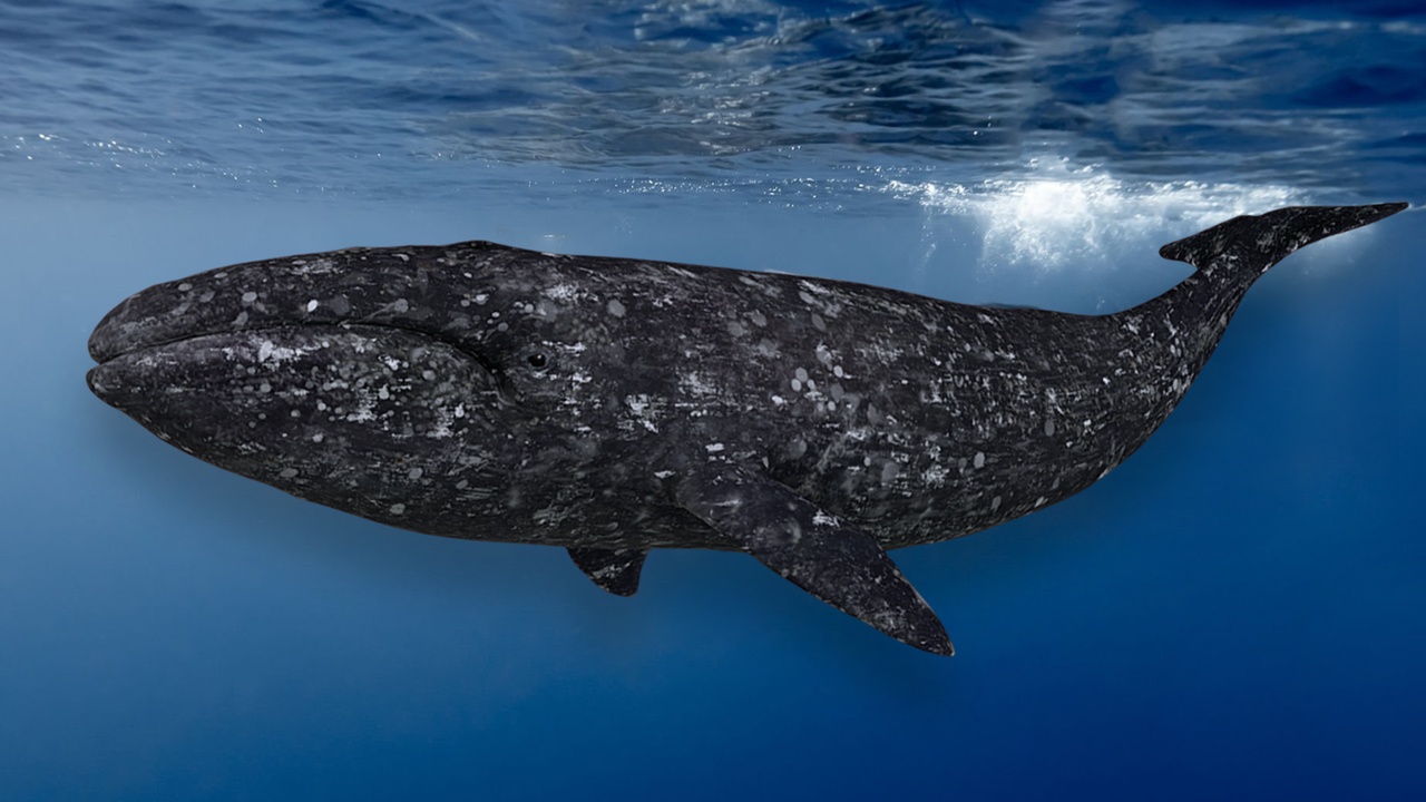 Media 1 for listing Gray Whale Animated