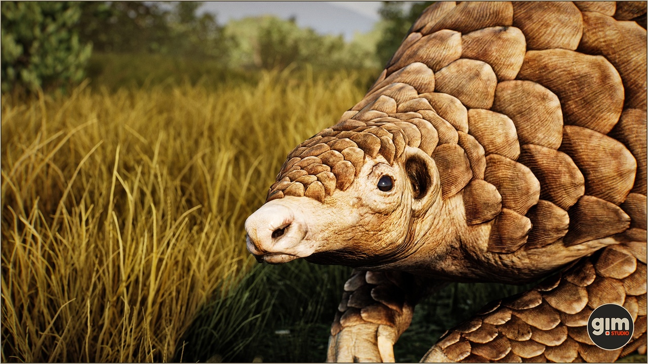 Media 1 for listing Animalia - Pangolin