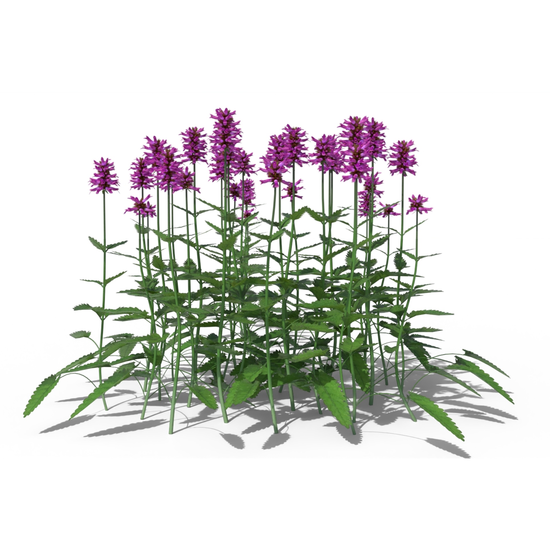 Media 1 for listing Betony Flower Pack