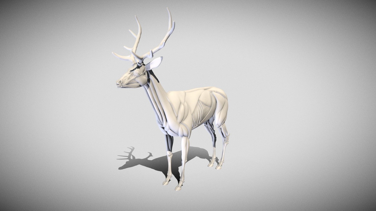 Media 1 for listing Red Deer Ecorche Sculpt