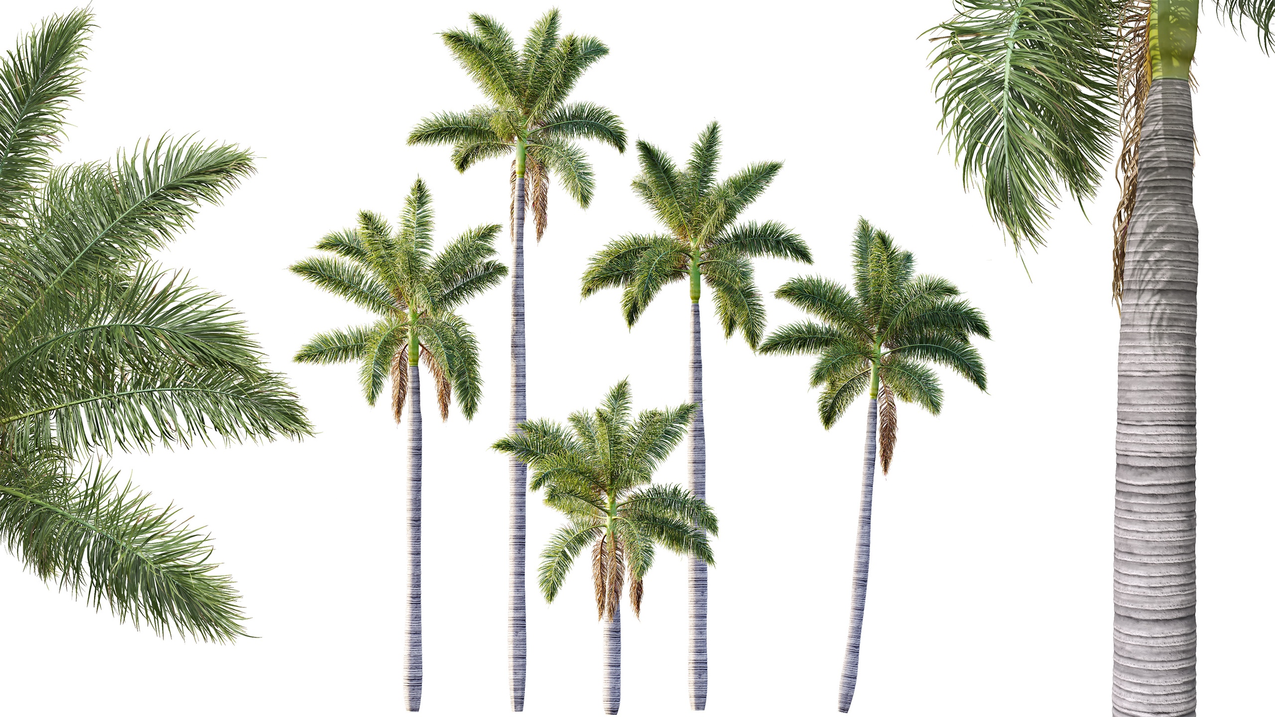 Media 1 for listing AV Roystonea Regia trees