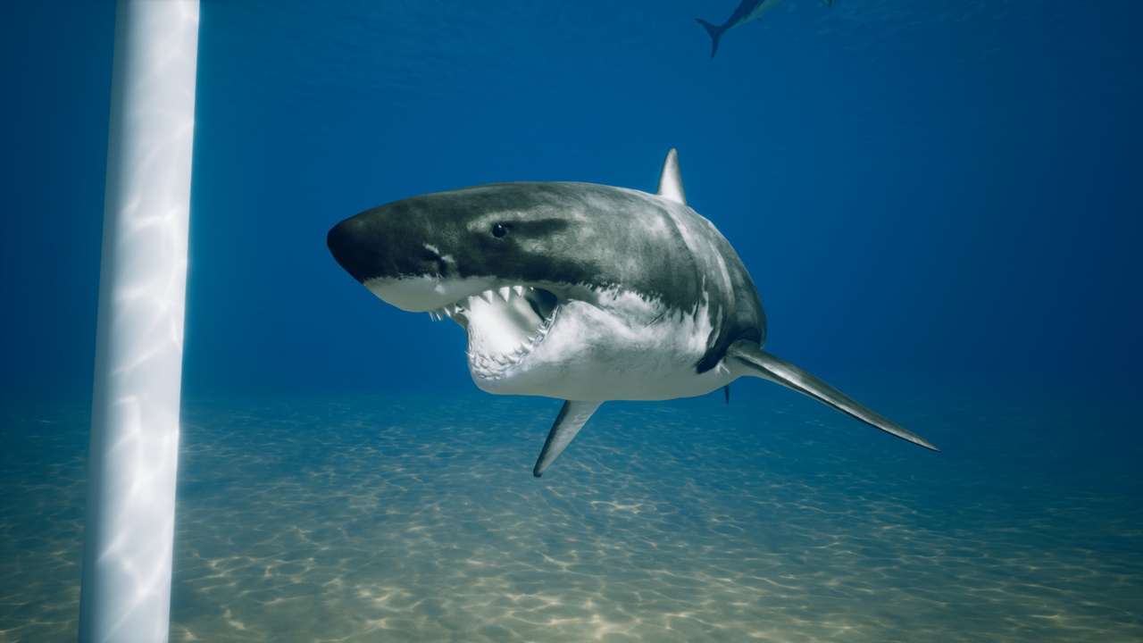 Great White Shark | Fab