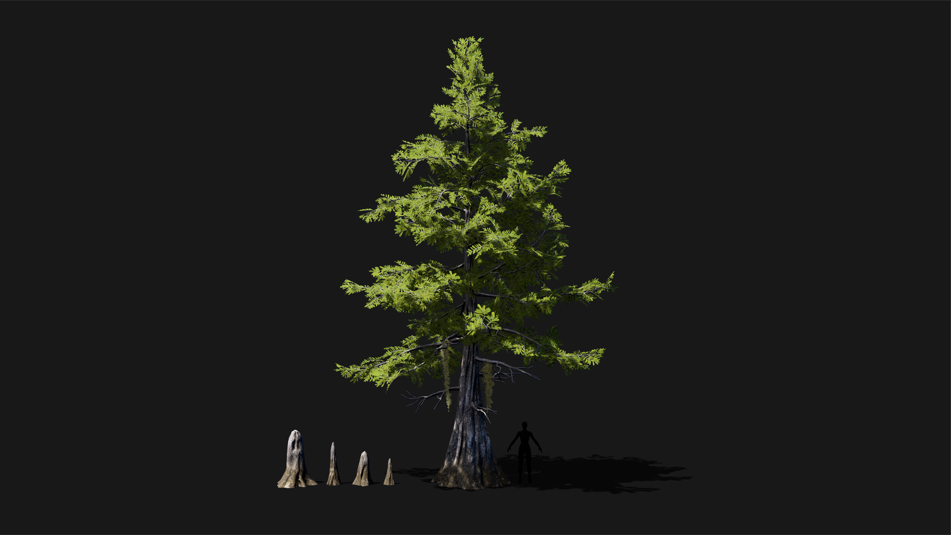 Mid Poly Asset Realistic mid poly Bald Cypress Tree | Fab