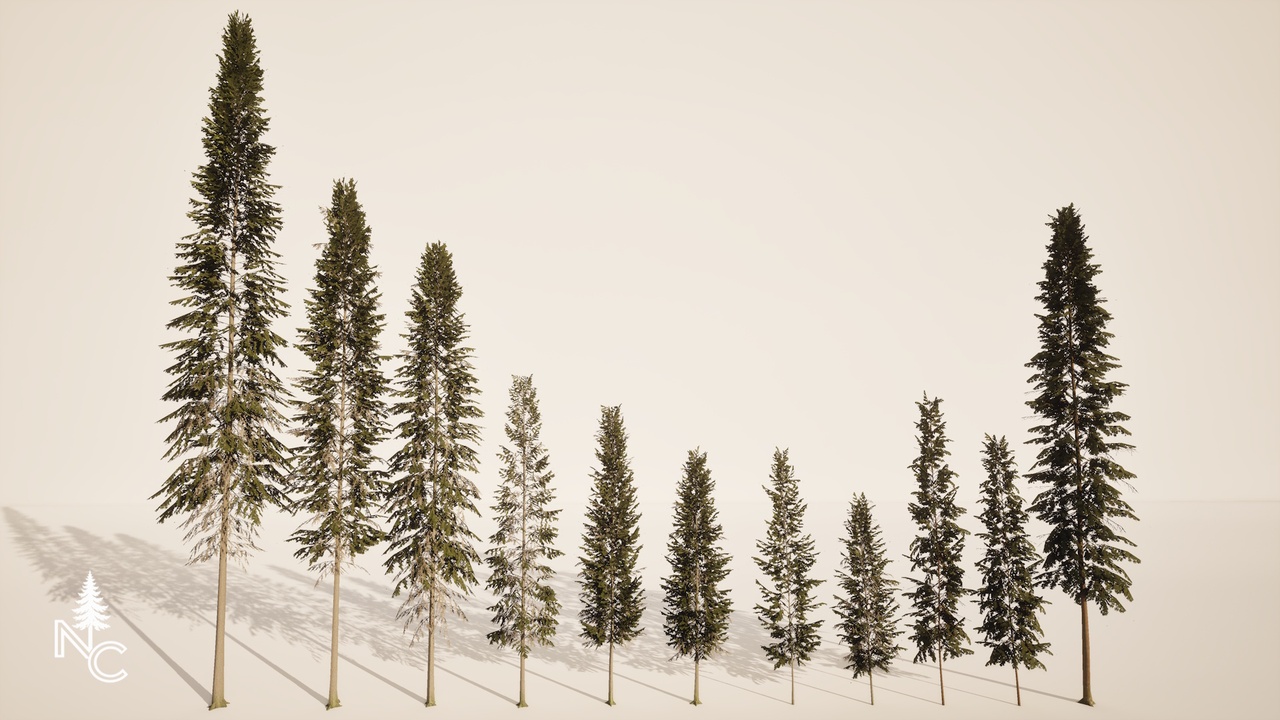 Media 1 for listing Realistic Norway Spruce Pack | Game Ready + PBR