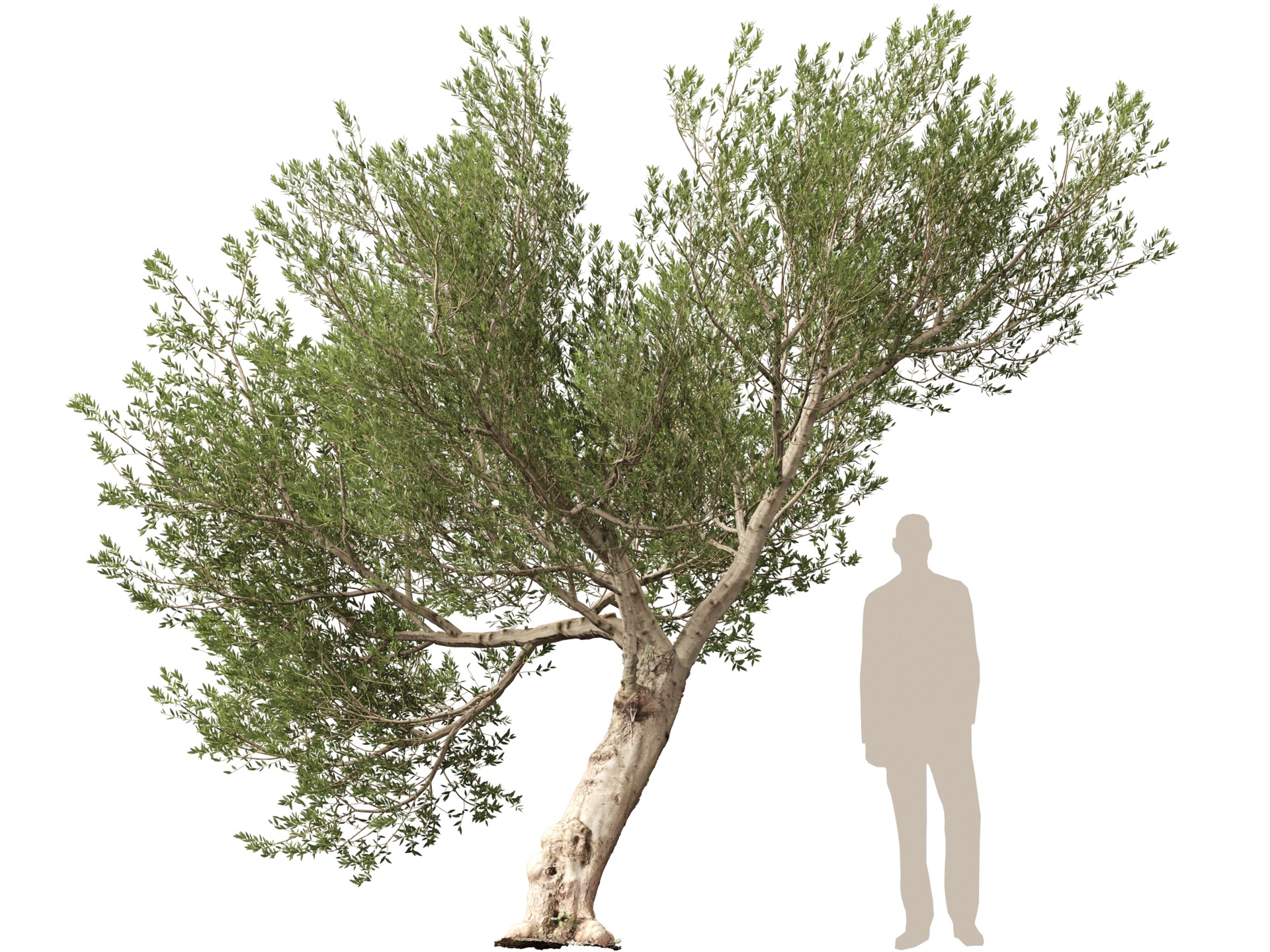Media 1 for listing (Highpolylow Poly) Scanned Olea Europaea - Common Olive 15
