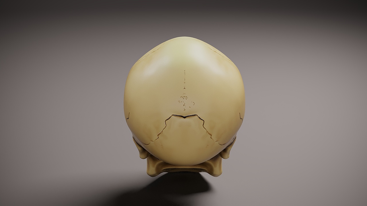 Media 1 for listing Skull