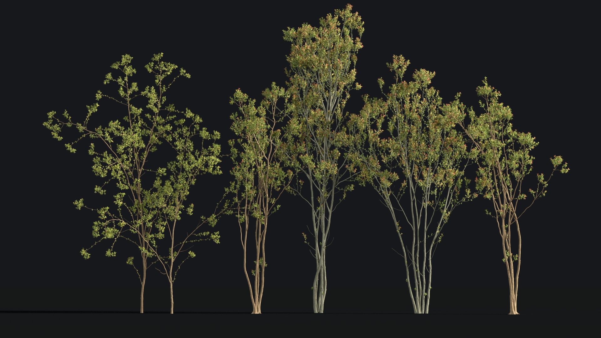 Media 1 for listing Japanese Small Tree O2