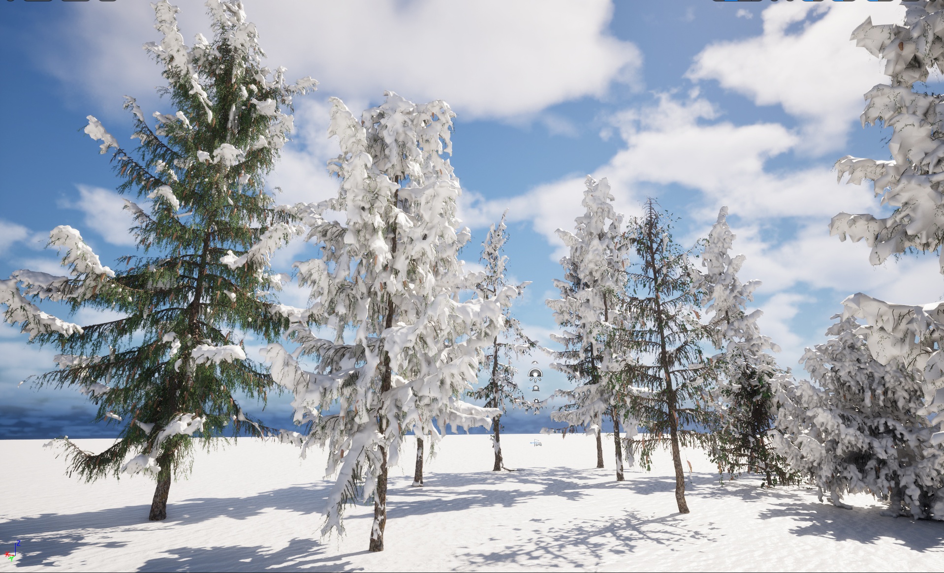 Media 1 for listing Nanite - Winter Snow Pine - Picea breweriana – Brewer’s spruce