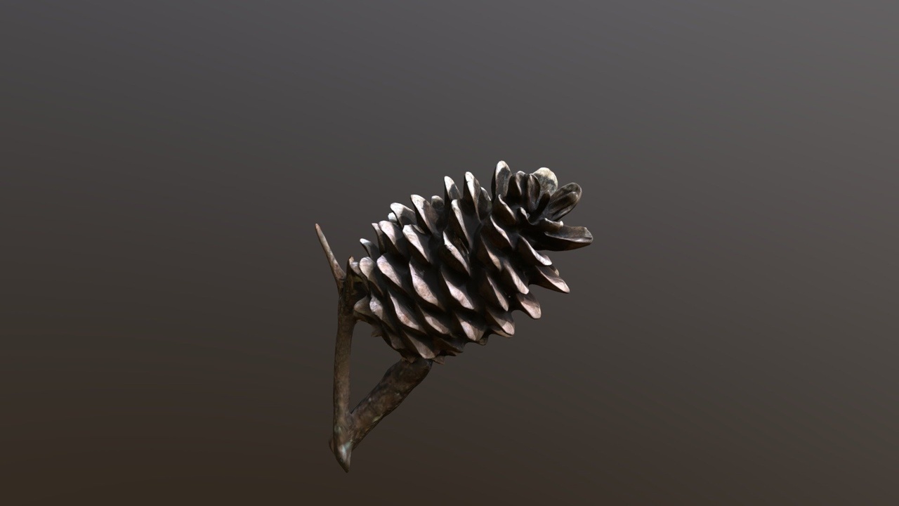 Media 1 for listing Withered pine fruit