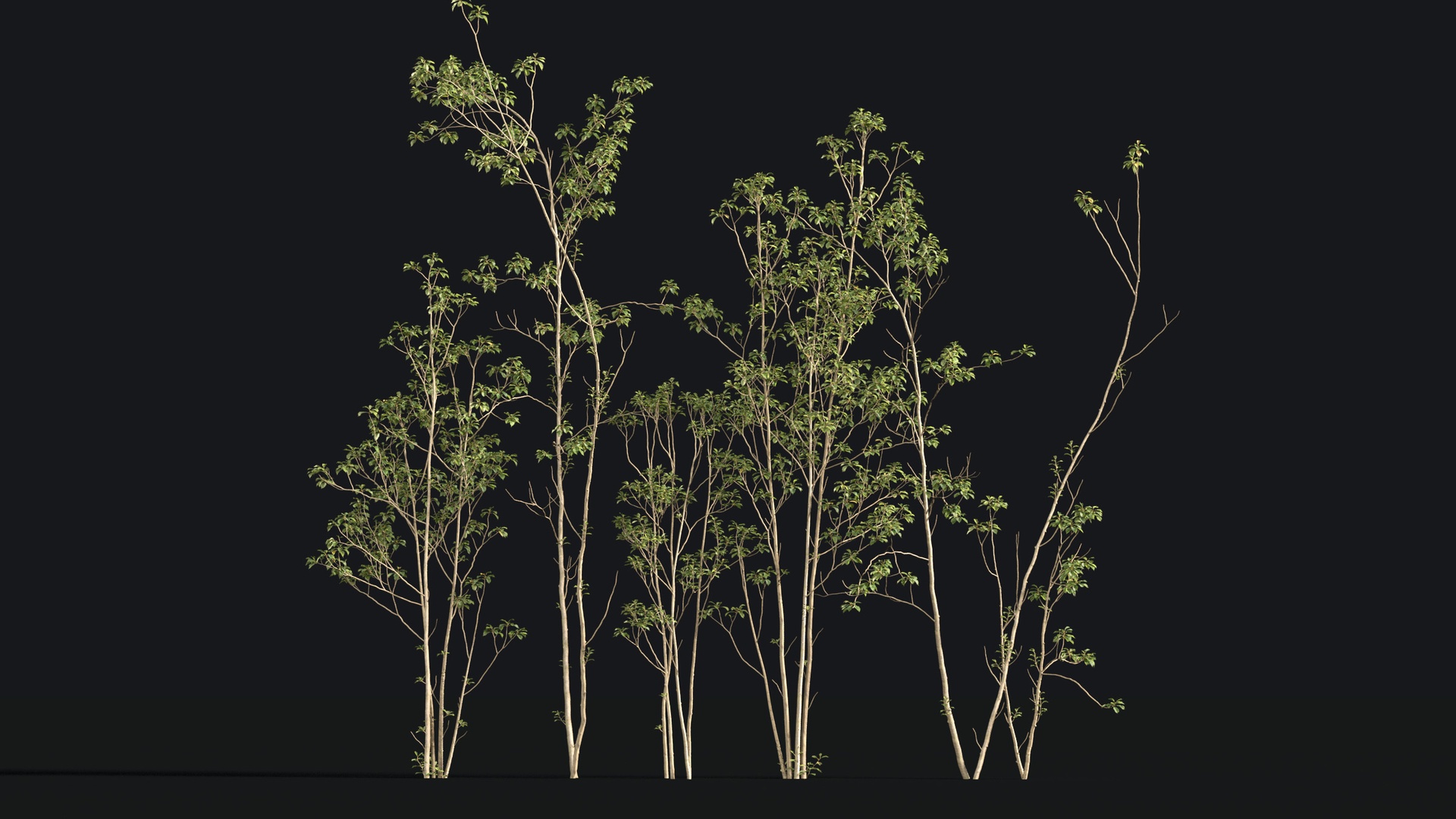 Media 1 for listing Japanese Small Tree 10