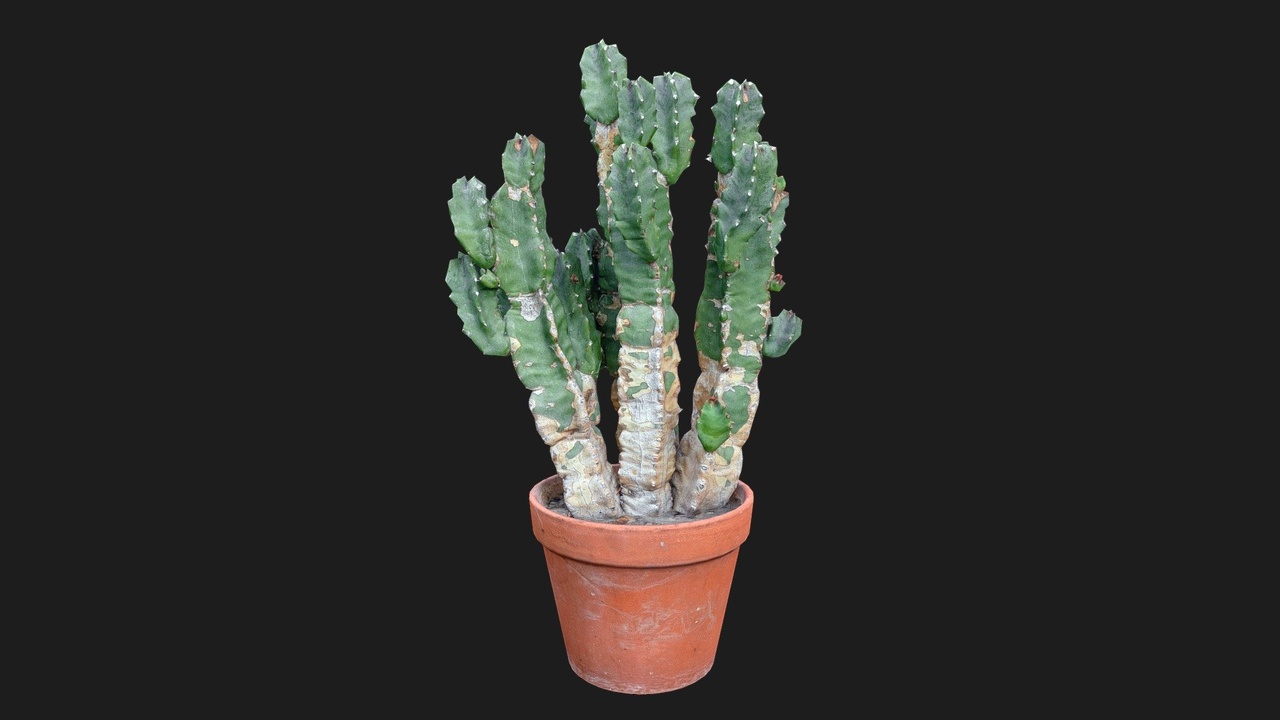Media 1 for listing [REMAKE] Cactus Cereus peruvianus