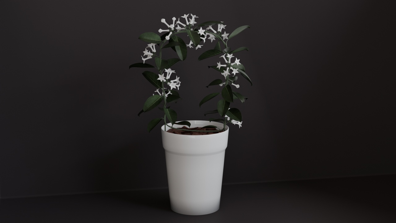 Media 1 for listing Stephanotis Floribunda