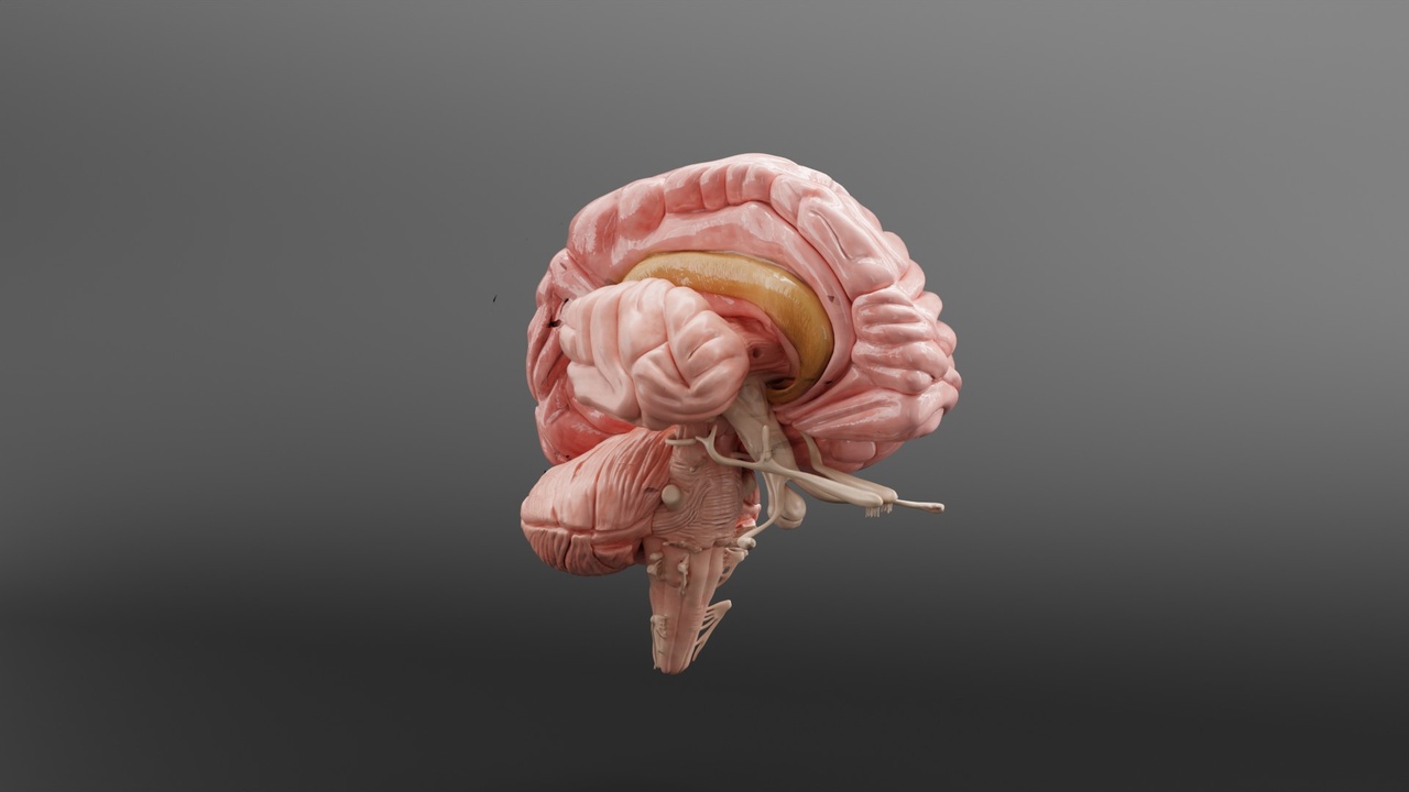 Media 1 for listing Human Brain Blender 3D