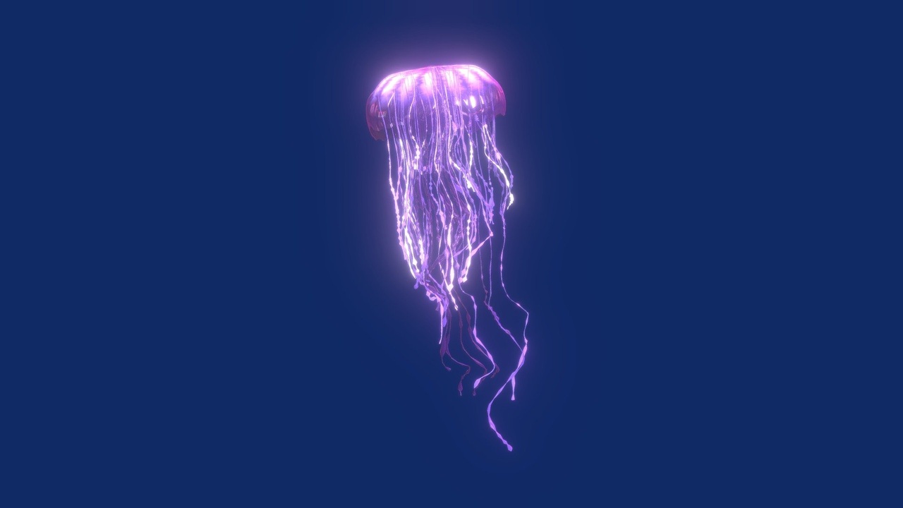 Media 1 for listing Jelly Fish