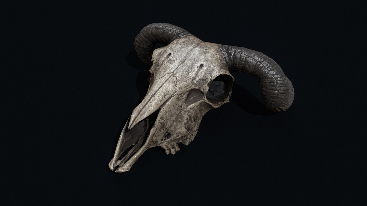 Media 1 for listing Animal Skull