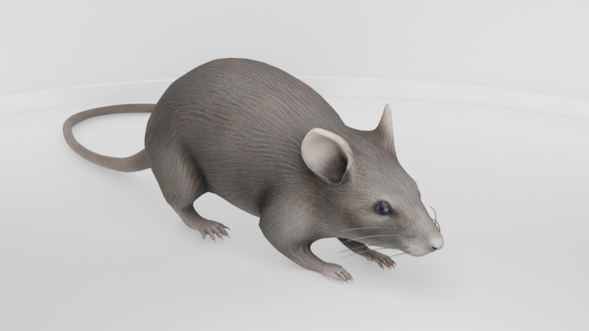 Mouse Reference Photo Realistic Mouse | Fab