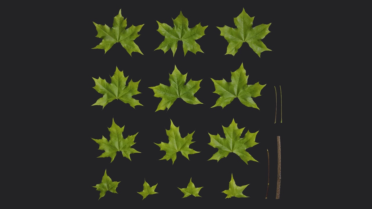 Media 1 for listing AD Acer saccharum Leaf 06
