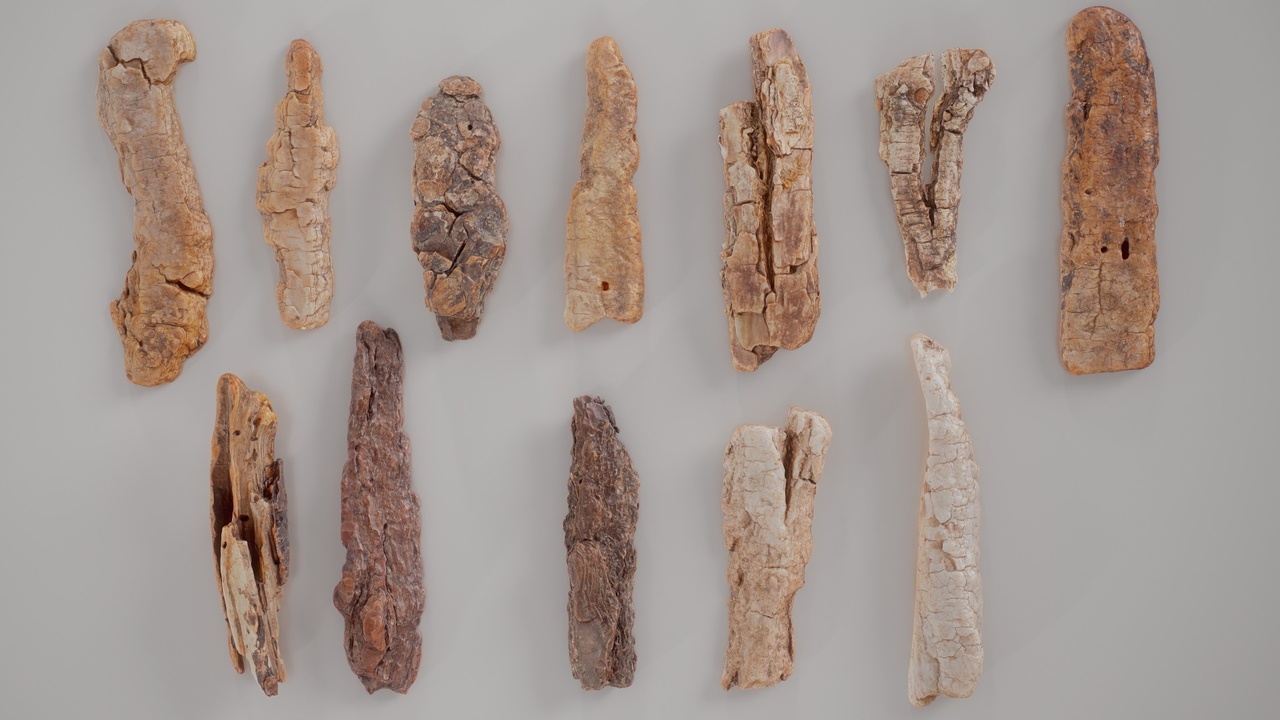 Media 1 for listing 12 3D Scanned Big Wood Collection