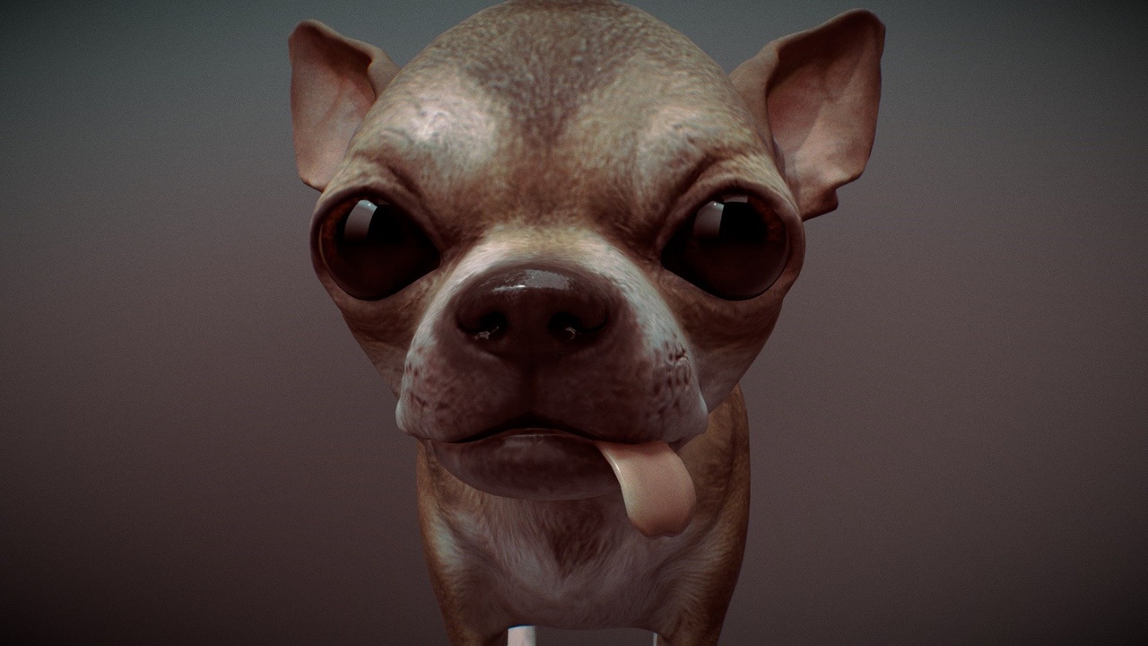 Media 1 for listing chihuahua derp dog