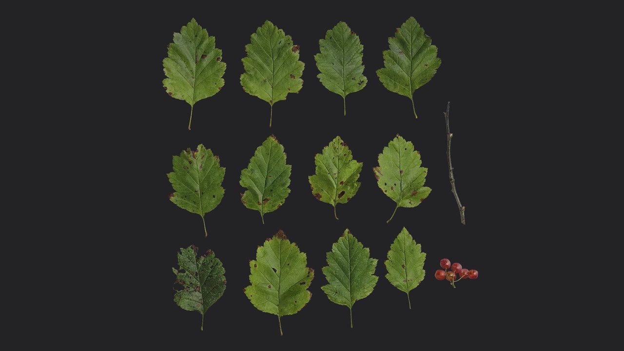 Media 1 for listing Gansu hawthorn - Crataegus kansuensis Atlas 02