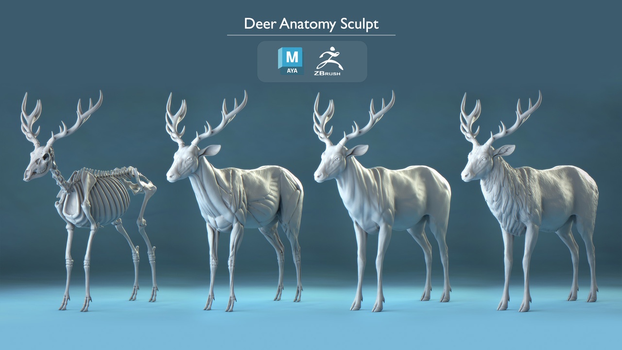 Media 1 for listing Deer Anatomy Study