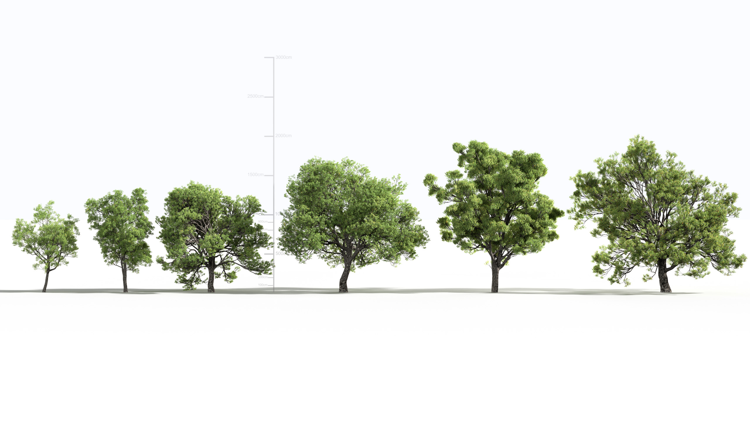 Quercus faginea - Portuguese oak | Fab