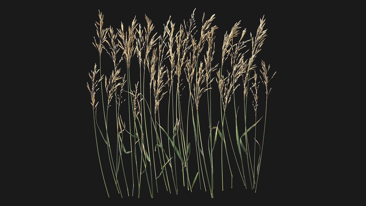 出品Smooth Brome (dzfNRd)のメディア1