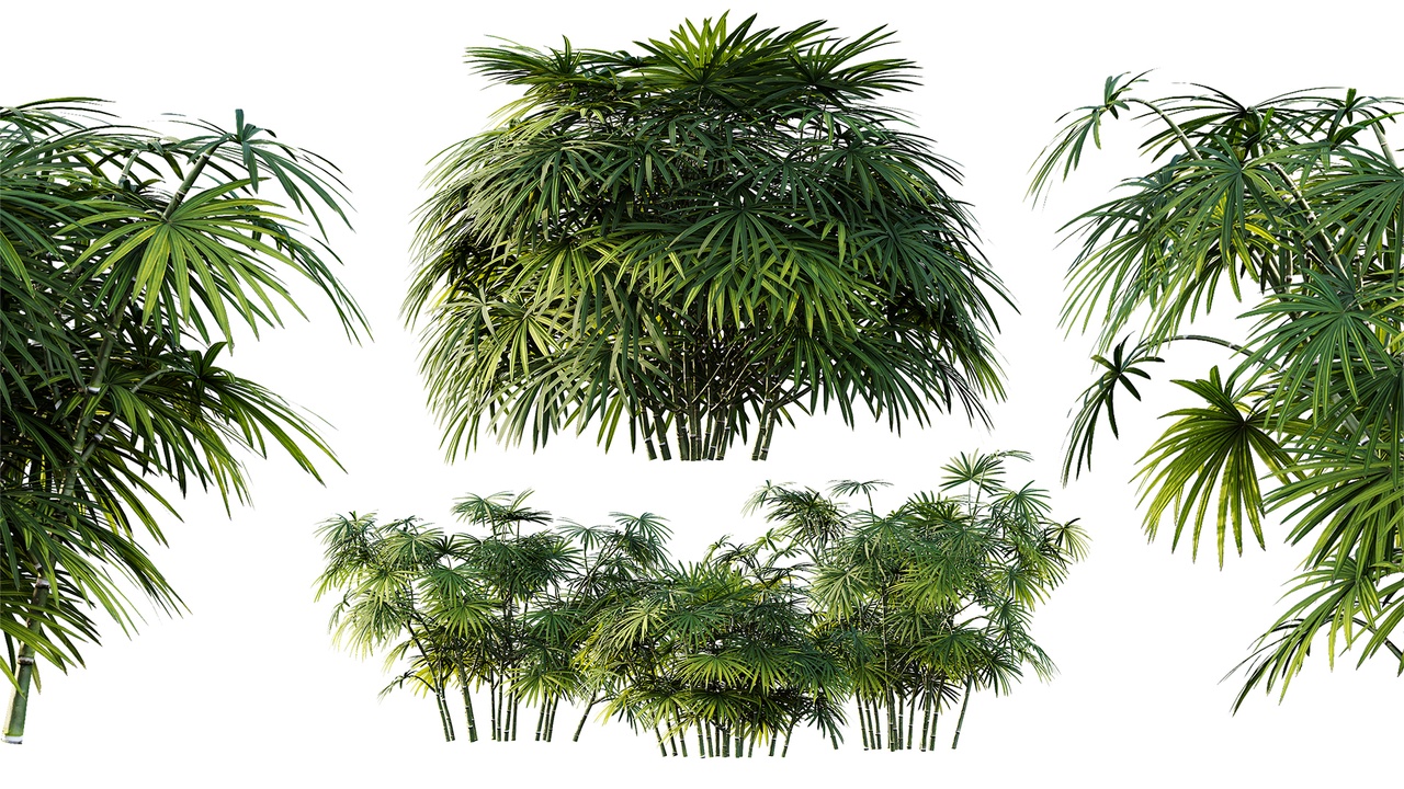 Media 1 for listing AV Plant Rhapis Excelsa Palm Bush 02