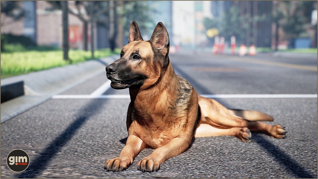 Media 1 for listing Animalia - German Shepherd