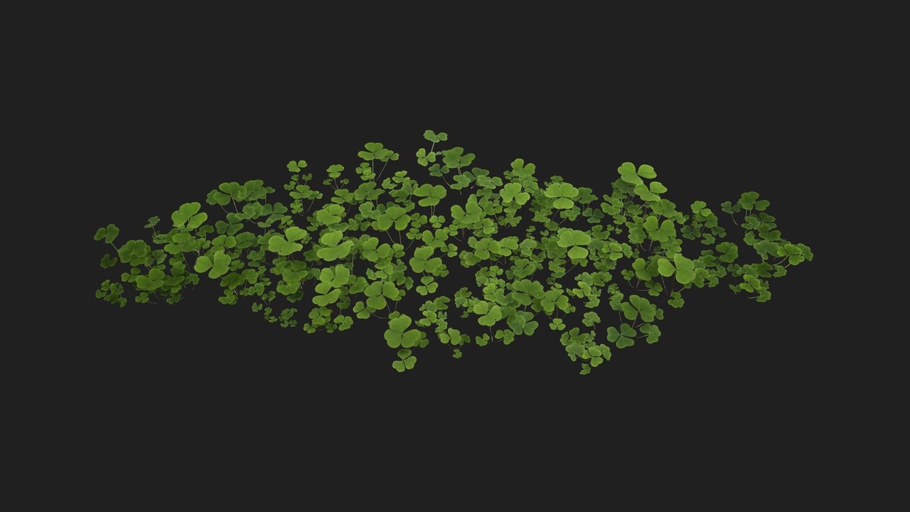 Media 1 for listing Wood Sorrel
