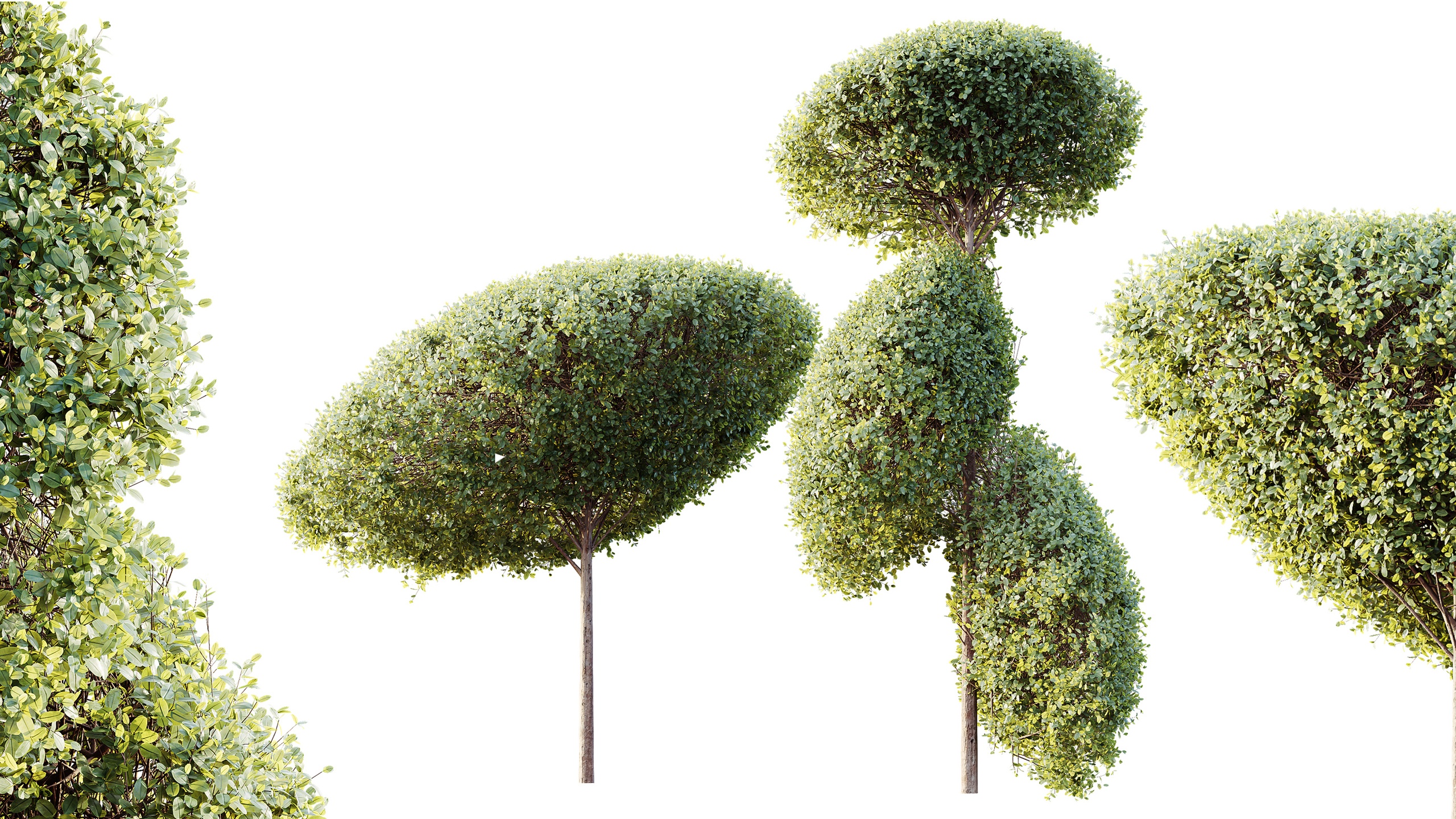 Media 1 for listing AV Plants Bush Ficus Concinna Bonsai Pruned Version15