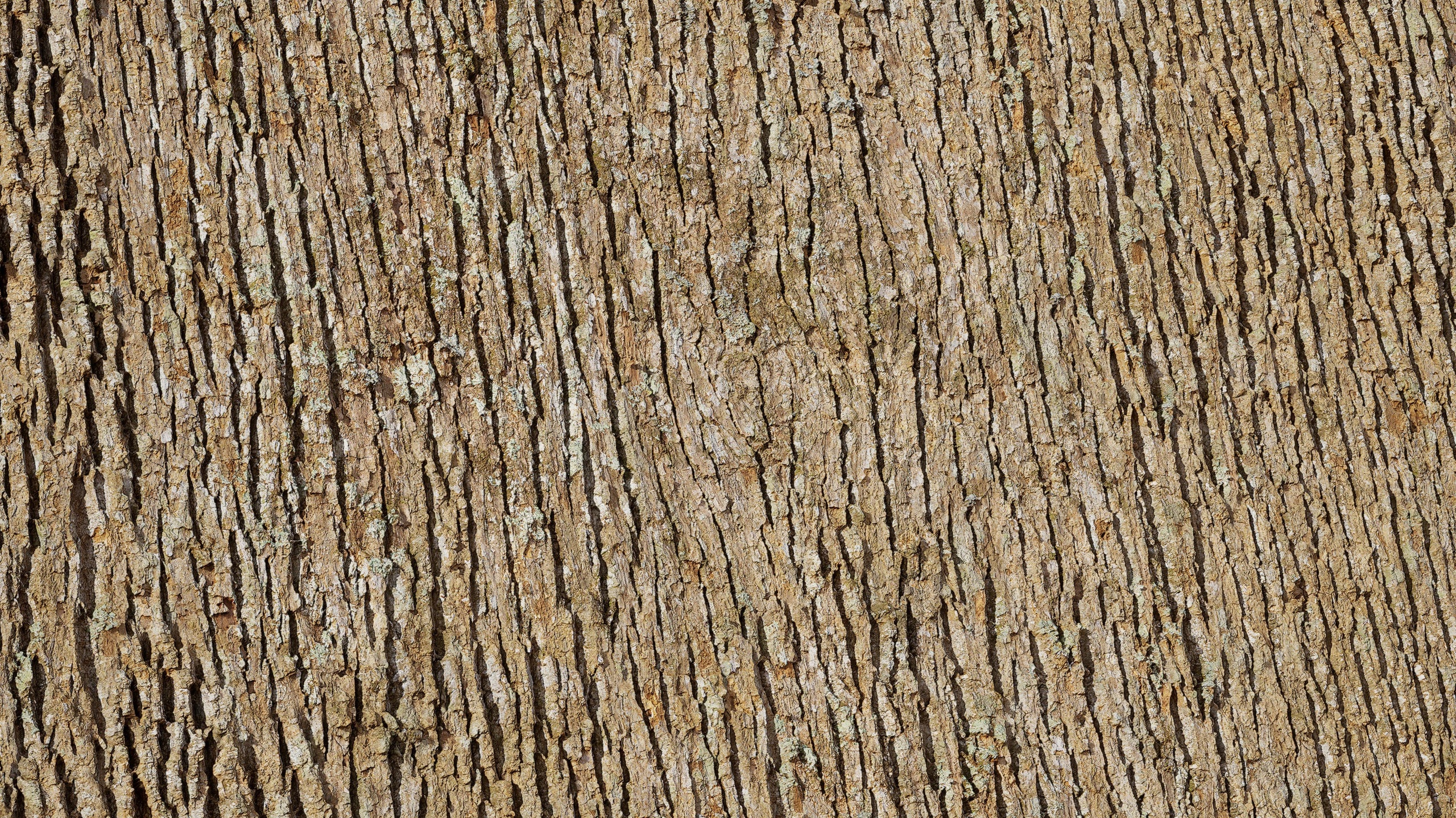 Media 1 for listing Tulip Poplar Bark 01