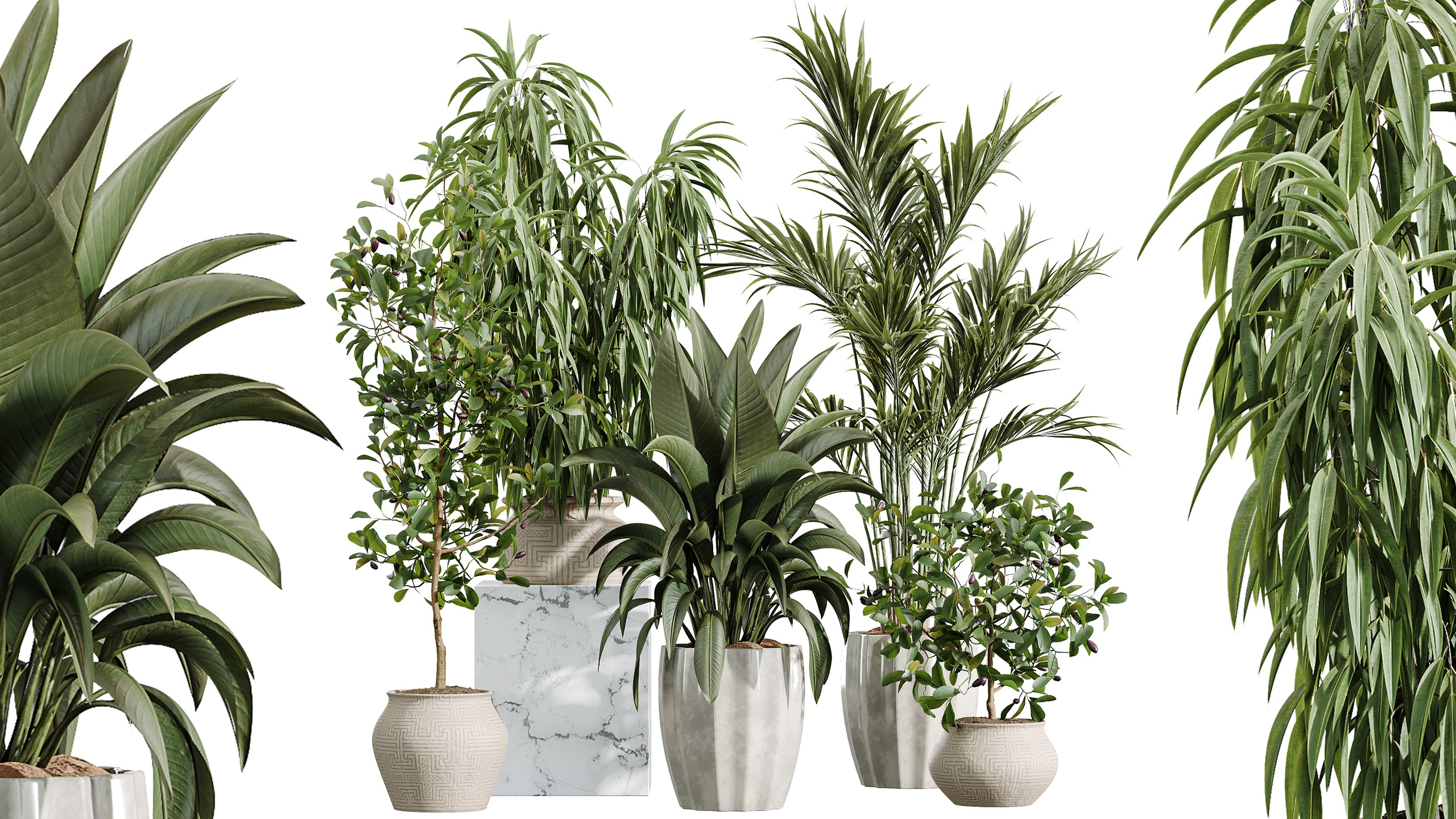 Media 1 for listing AV Indoor Plants Set 407 Briful Banana Areca Palm Ficus