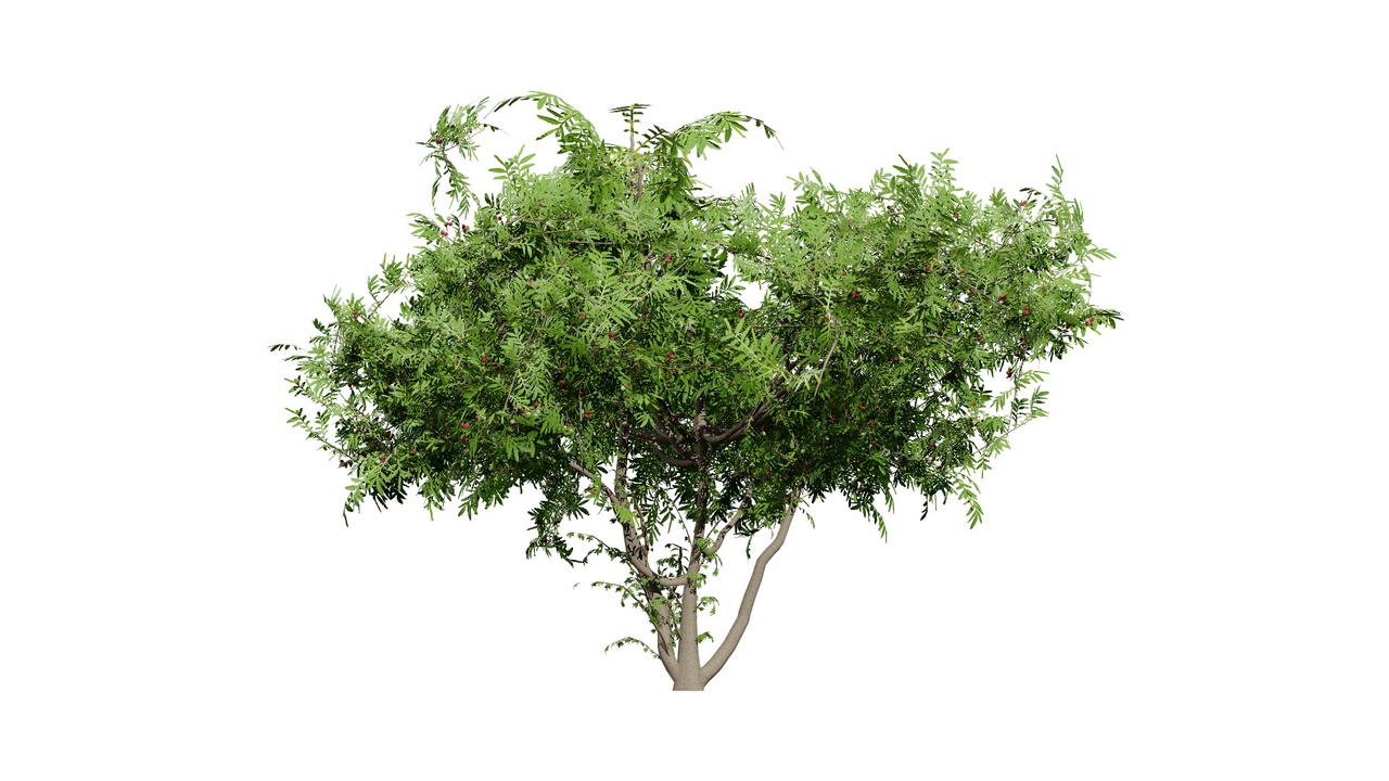 Media 1 for listing South African Wild Plum Tree 3D Model Pack