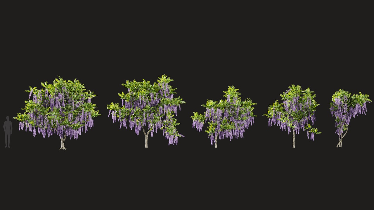 Media 1 for listing Garden trees Collection 02