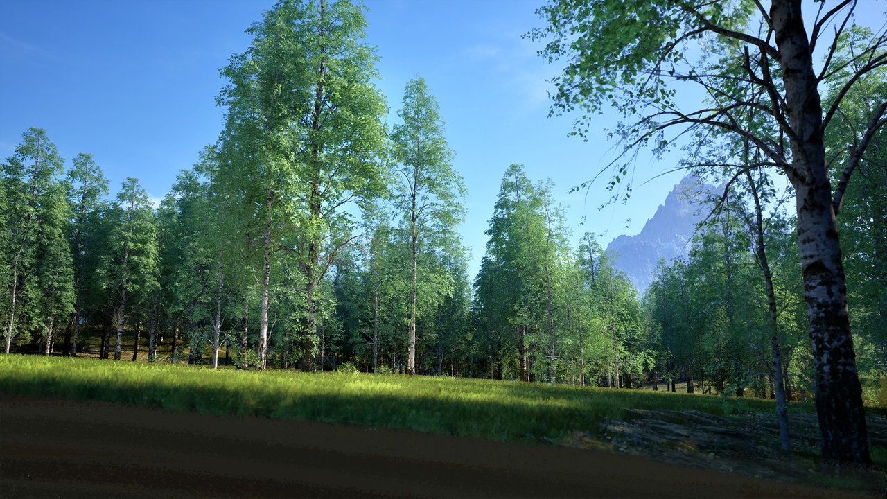 Media 1 for listing YF-Env:Birch Tree