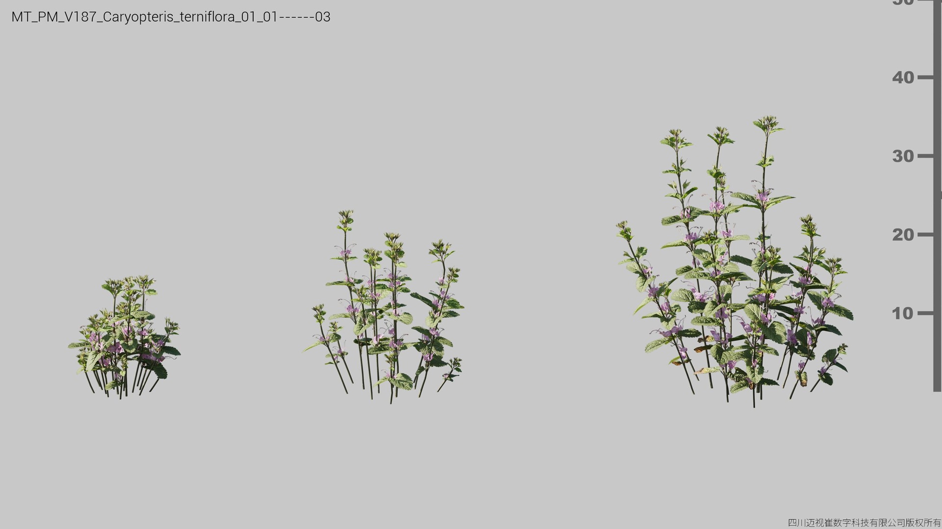 Media 1 for listing V187 Caryopteris terniflora