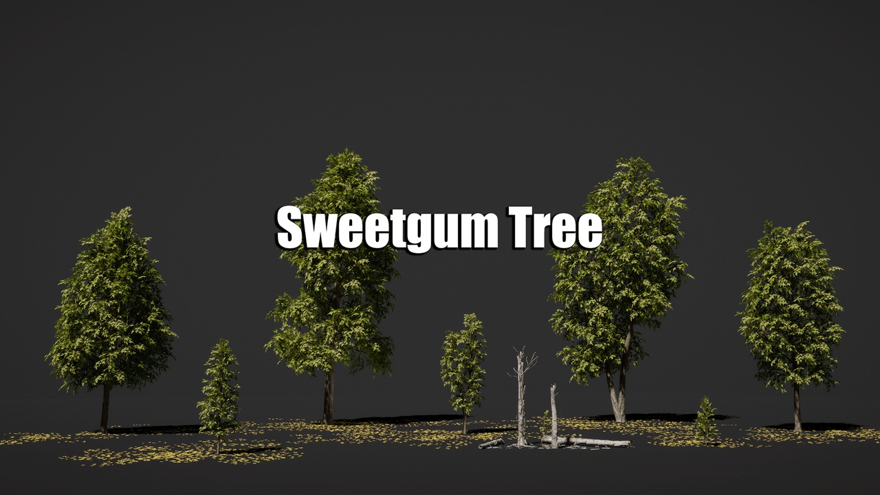 Media 1 for listing Sweetgum Trees