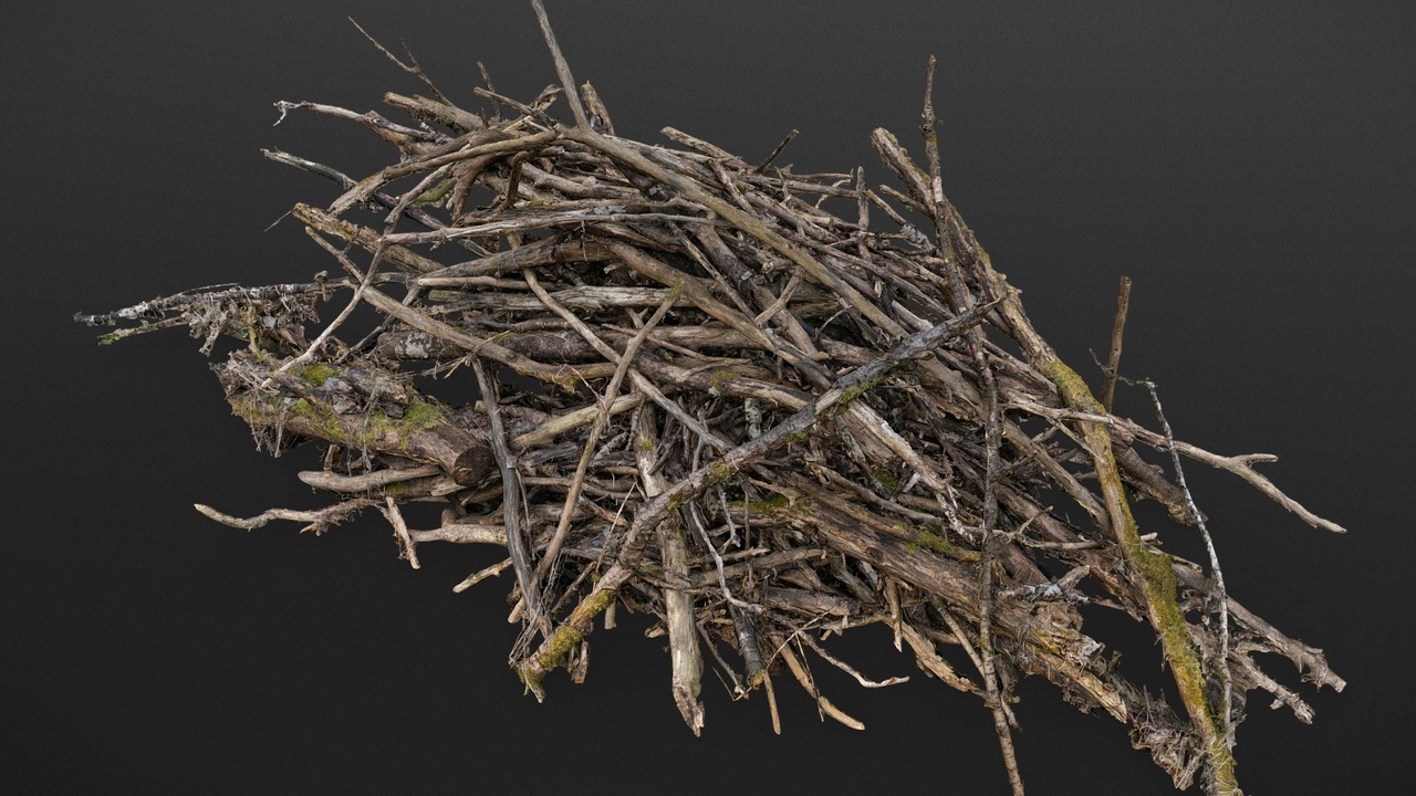 Multimedia 1 dla listy Forest cut tree branches wood pile