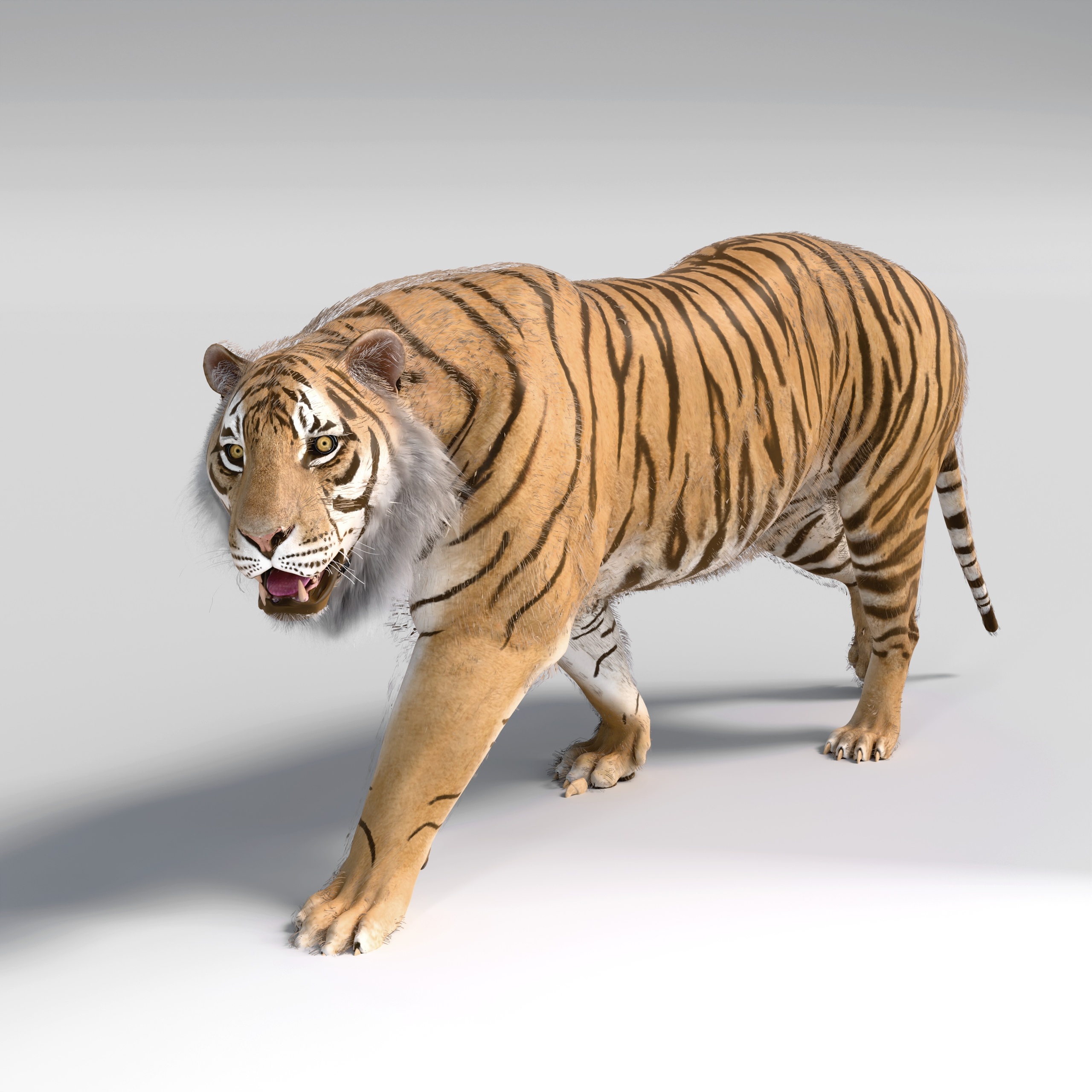 Media 1 for listing Bengal Tiger