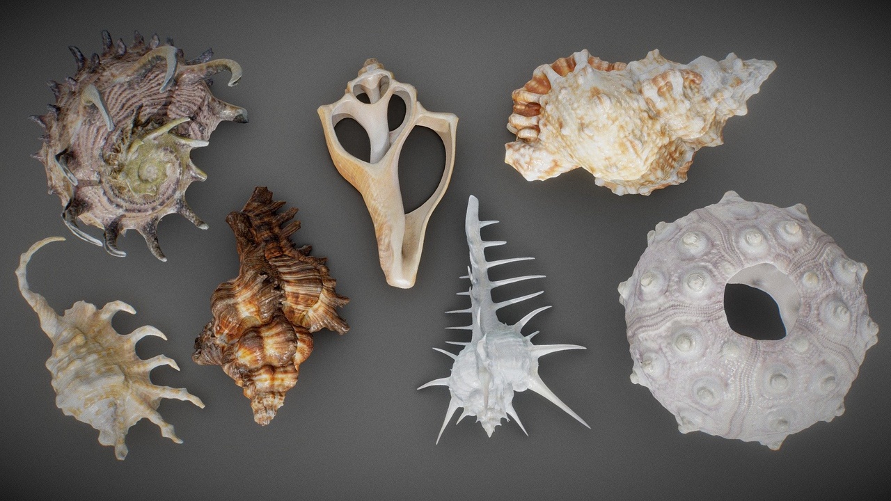 7 Sea Shells | Fab