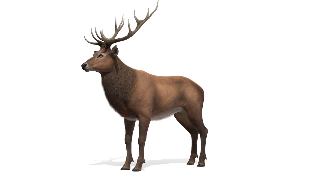 Red Deer stag 제품 등록을 위한 미디어 1개