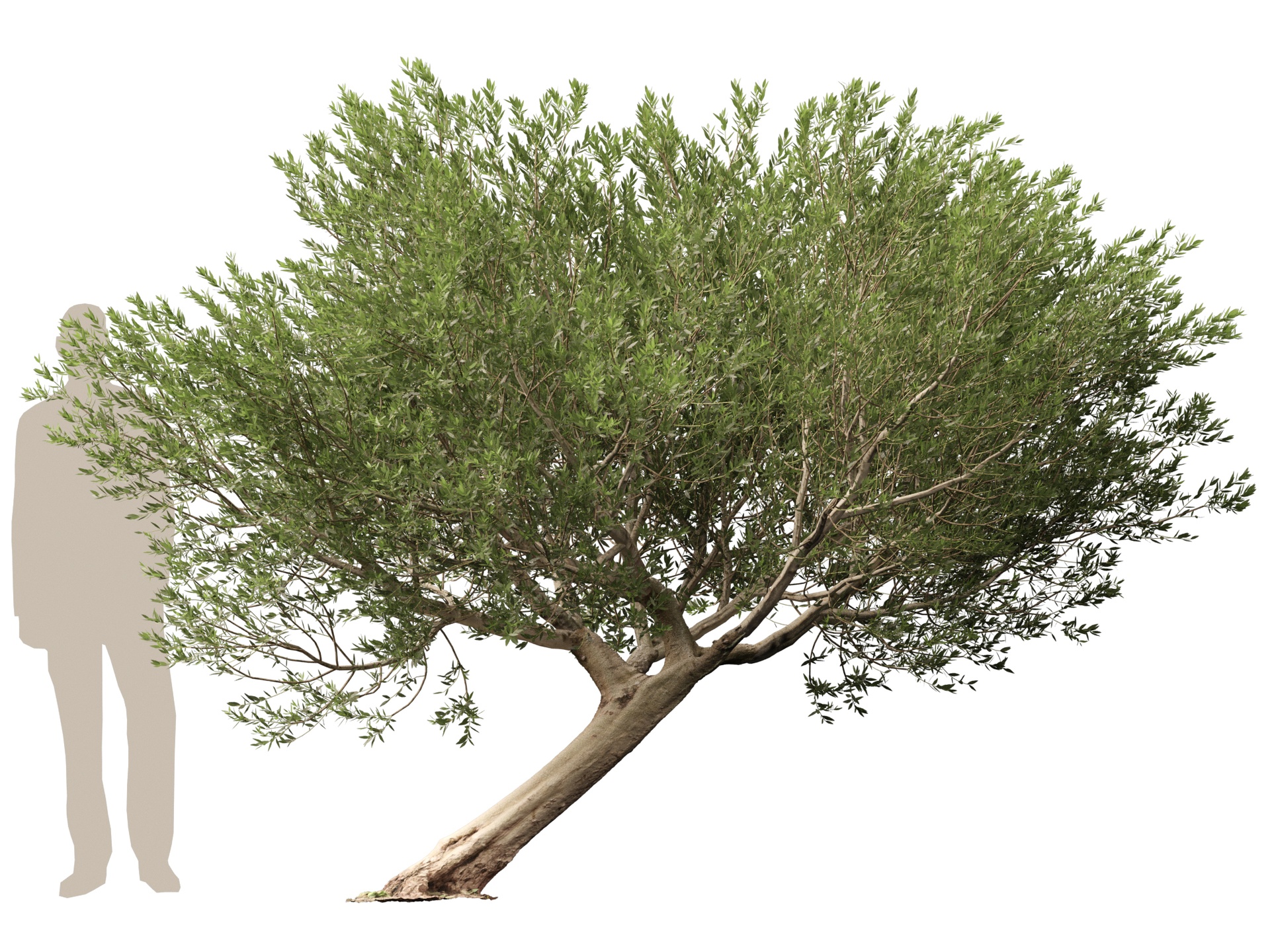 Media 1 for listing (Highpolylow Poly) Scanned Olea Europaea - Common Olive 12