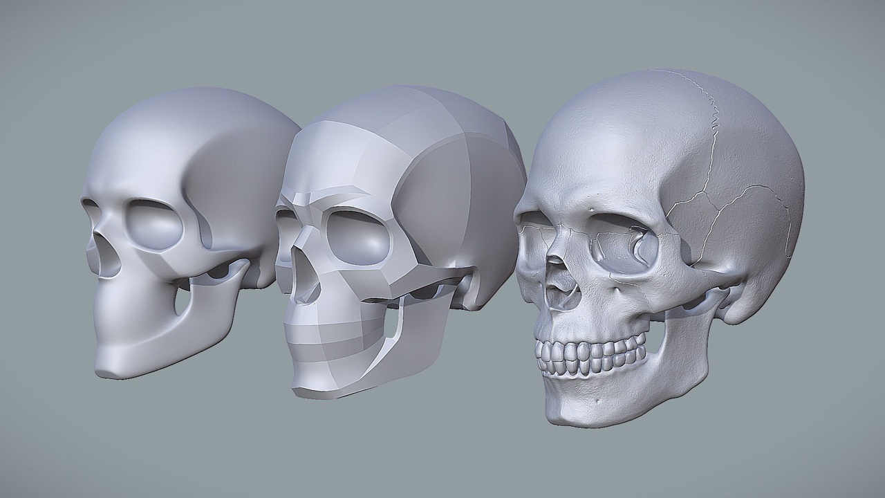 Media 1 for listing Human Skull for Artist - Study Pack