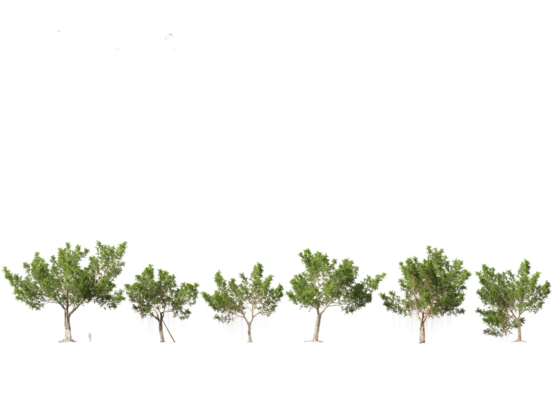 Media 1 for listing Ficus microcarpa- Malayan Banyan (Highpoly+Low Poly)