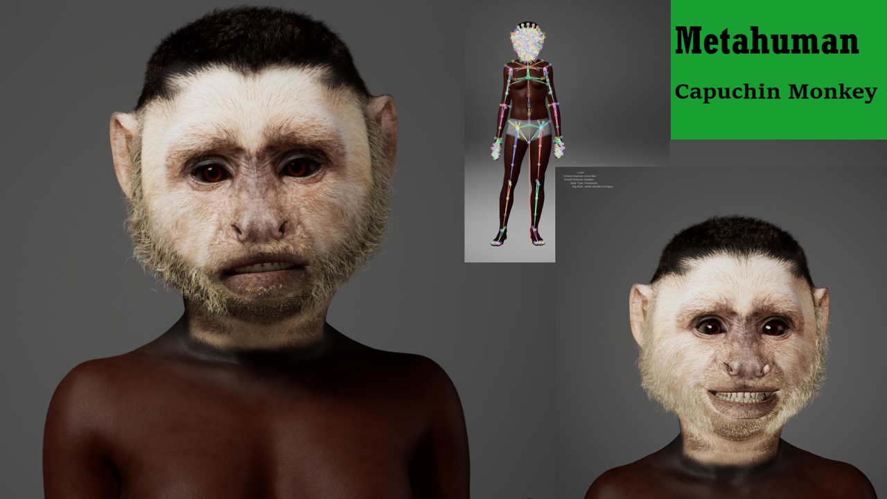 Media 1 for listing Metahuman Capuchin Monkey Character