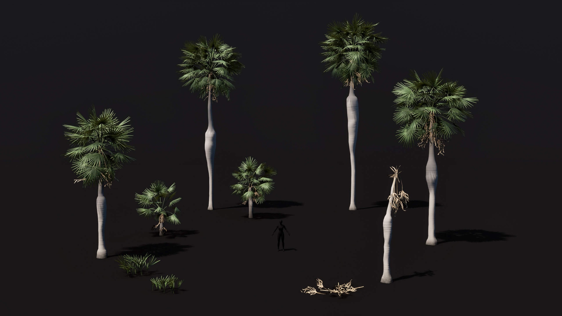 Media 1 for listing Coccothrinax Spissa Palm set low poly game ready