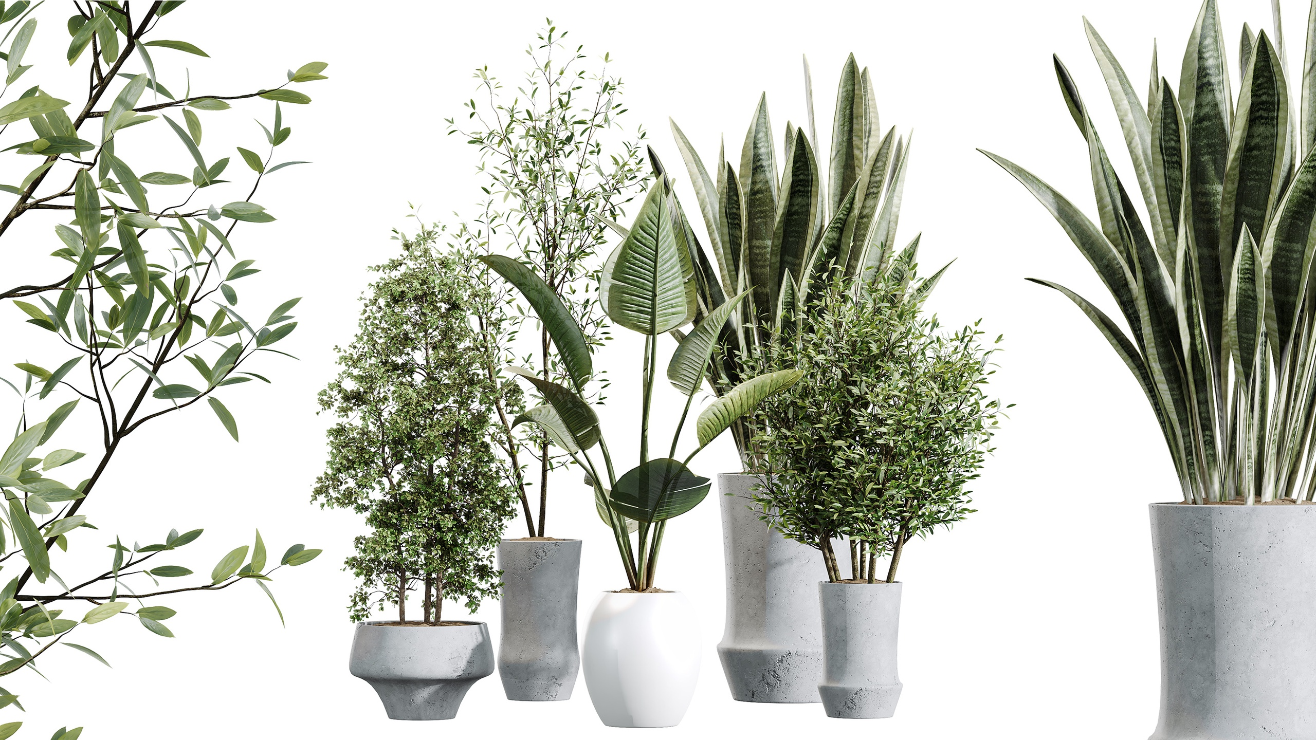 Media 1 for listing AV Indoor Plants Set 457 Olive Eucalyptus ParadiseBird Olive Sansevieria